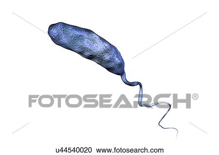 Cholera bacterium, illustration View Large Photo Image Stock Image - Cholera bacterium, illustration. Fotosearch