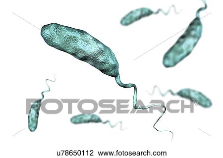 Stock Image - Cholera bacterium, illustration. Fotosearch