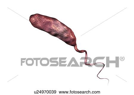 Cholera bacterium, illustration View Large Photo Image Stock Photo - Cholera bacterium, illustration. Fotosearch
