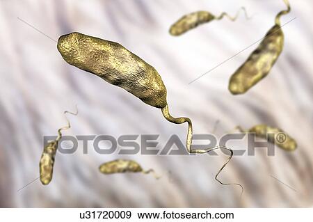 Stock Photo - Cholera bacterium, illustration. Fotosearch