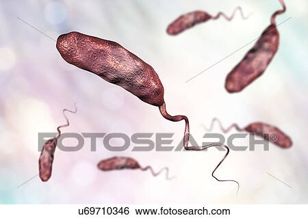 Stock Photograph - Cholera bacterium, illustration. Fotosearch