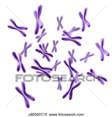 Picture - Chromosomes, illustration. Fotosearch