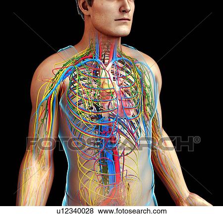 Stock Photo - Circulatory, nervous and lymphatic systems, illustration. Fotosearch