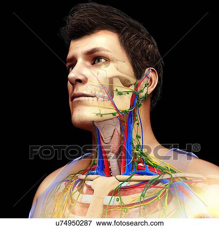 Stock Photo - Circulatory, nervous and lymphatic systems, illustration. Fotosearch