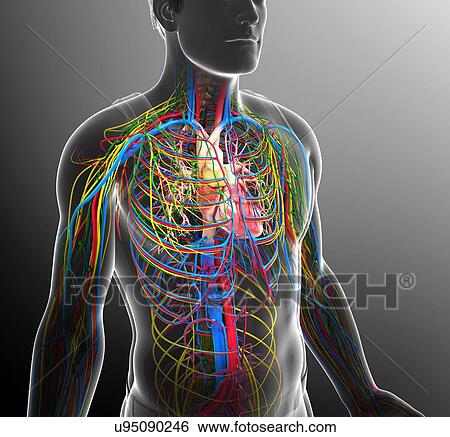 Stock Photograph - Circulatory, nervous and lymphatic systems, illustration. Fotosearch