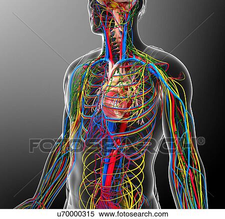 Stock Photography - Circulatory, nervous and lymphatic systems, illustration. Fotosearch