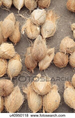 Stock Photo - Coconuts for sale in market. Fotosearch
