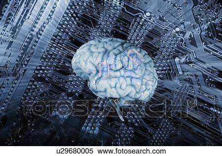 Computer circuit board and human brain View Large Photo Image Stock Photography - Computer circuit board and human brain. Fotosearch