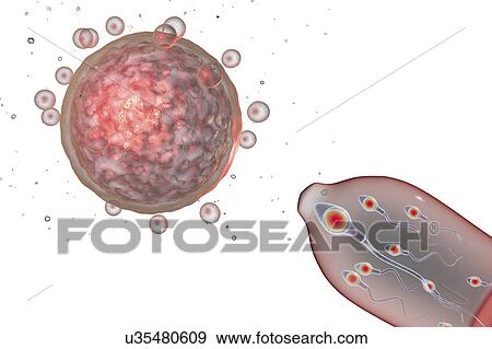Stock Photo - Contraception, conceptual illustration. Fotosearch