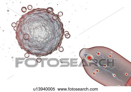 Stock Photography - Contraception, conceptual illustration. Fotosearch
