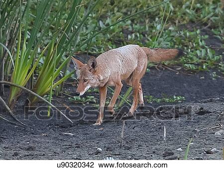 Coyote View Large Photo Image Stock Image - Coyote. Fotosearch