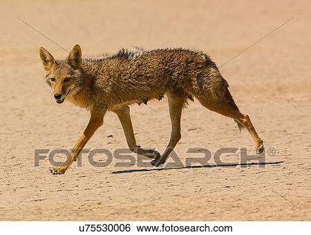 Stock Photograph - Coyote. Fotosearch