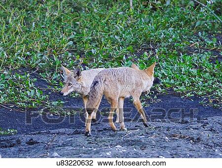 Stock Image - Coyotes. Fotosearch