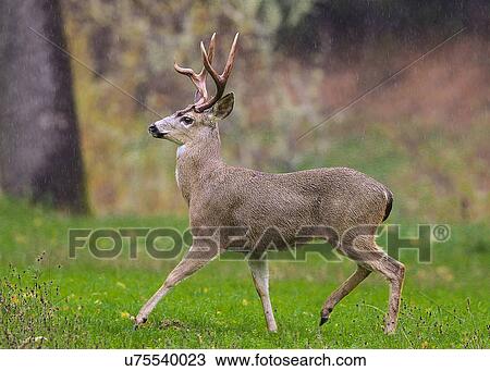 Deer View Large Photo Image Stock Image - Deer. Fotosearch