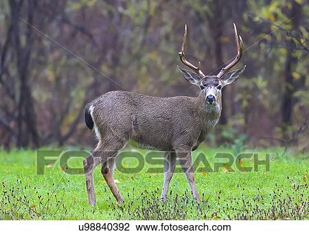 Deer View Large Photo Image Stock Image - Deer. Fotosearch