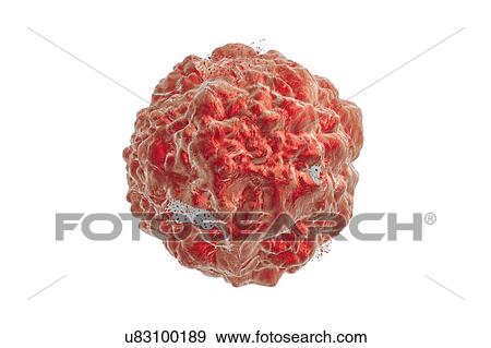 Destruction of a cancer cell, illustration View Large Photo Image Stock Photo - Destruction of a cancer cell, illustration. Fotosearch