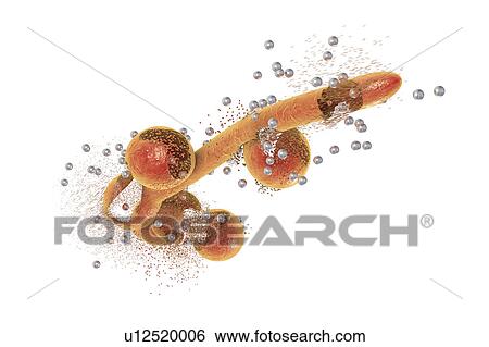 Stock Photograph - Destruction of Candida fungi by nanoparticles, illustration. Fotosearch