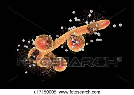 Stock Photography - Destruction of Candida fungi by nanoparticles, illustration. Fotosearch