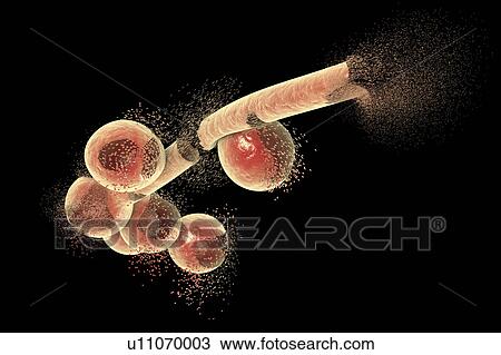 Stock Image - Destruction of Candida fungi, illustration. Fotosearch