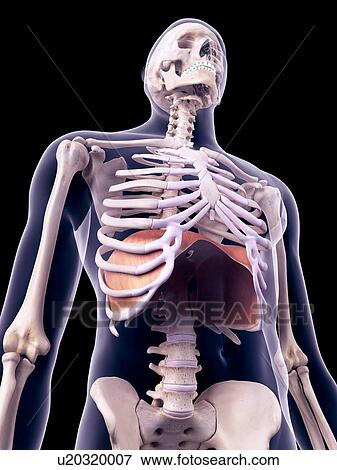 Stock Photo - Diaphragm, illustration. Fotosearch