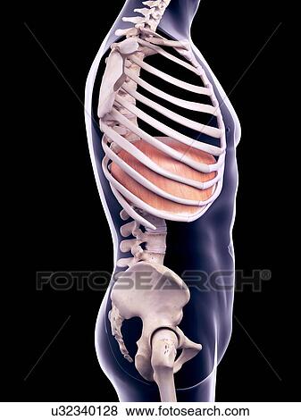 Stock Photo - Diaphragm, illustration. Fotosearch