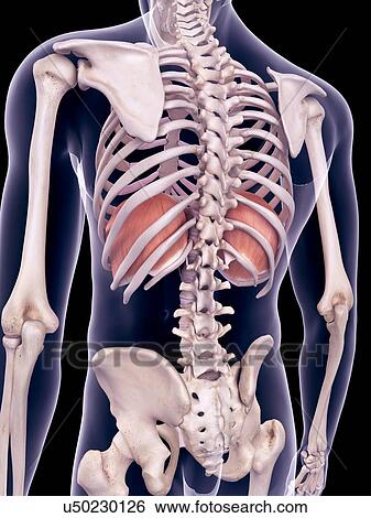 Stock Photograph - Diaphragm, illustration. Fotosearch