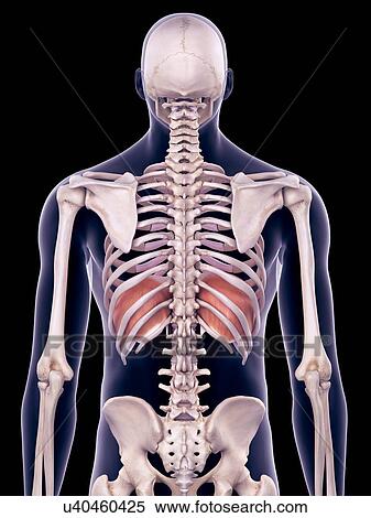 Stock Photography - Diaphragm, illustration. Fotosearch