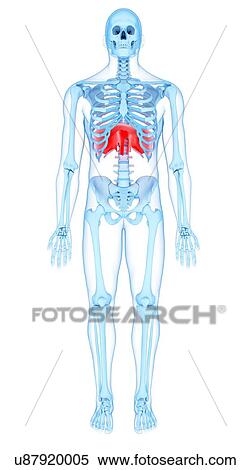 Stock Photography - Diaphragm, illustration. Fotosearch