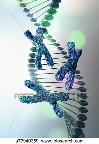 Stock Photo - Dna strand with x chromosomes, illustration. Fotosearch