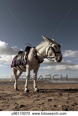 Donkey on beach View Large Photo Image Stock Image - Donkey on beach. Fotosearch