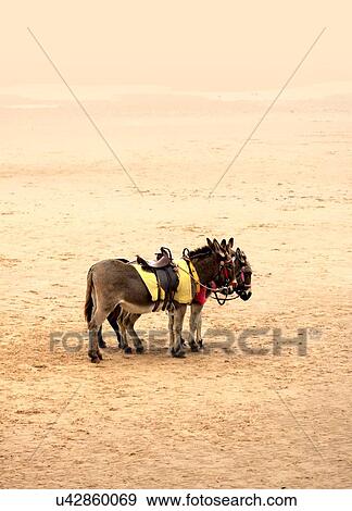 Donkeys on beach View Large Photo Image Stock Photo - Donkeys on beach. Fotosearch