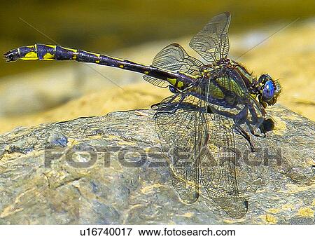 Dragonfly View Large Photo Image Stock Photo - Dragonfly. Fotosearch