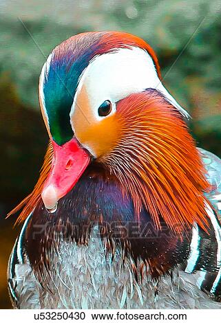 Duck View Large Photo Image Stock Image - Duck. Fotosearch
