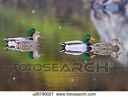 Stock Image - Ducks. Fotosearch