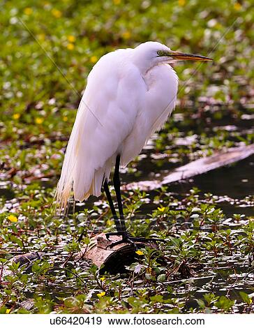 Stock Photo - Egret. Fotosearch