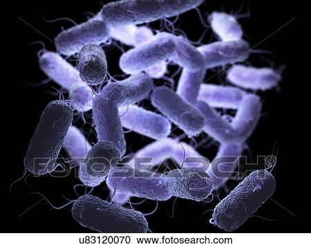 Stock Image - Enterobacteriaceae bacteria. Fotosearch