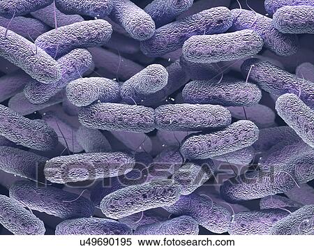 Stock Photography - Enterobacteriaceae bacteria. Fotosearch