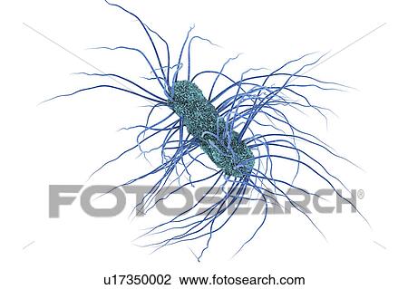 Escherichia coli bacteria, illustration View Large Photo Image Stock Image - Escherichia coli bacteria, illustration. Fotosearch