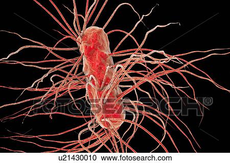 Stock Image - Escherichia coli bacteria, illustration. Fotosearch