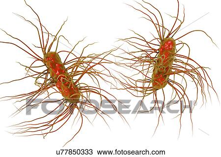 Escherichia coli bacteria, illustration View Large Photo Image Stock Image - Escherichia coli bacteria, illustration. Fotosearch