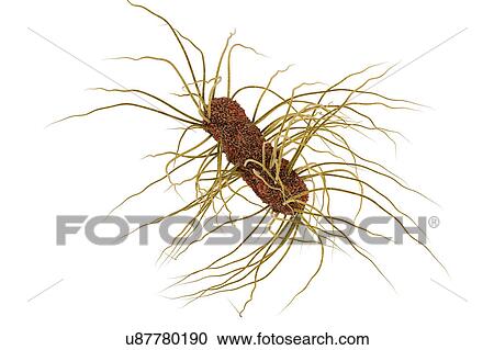 Escherichia coli bacteria, illustration View Large Photo Image Stock Image - Escherichia coli bacteria, illustration. Fotosearch