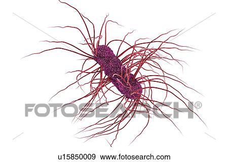 Stock Photo - Escherichia coli bacteria, illustration. Fotosearch