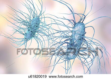 Stock Photo - Escherichia coli bacteria, illustration. Fotosearch
