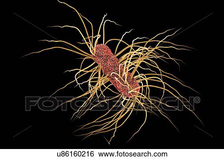 Escherichia coli bacteria, illustration View Large Photo Image Stock Photograph - Escherichia coli bacteria, illustration. Fotosearch