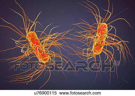 Stock Photography - Escherichia coli bacteria, illustration. Fotosearch