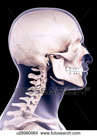 Facial muscle, illustration View Large Photo Image Picture - Facial muscle, illustration. Fotosearch