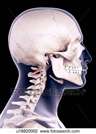 Facial muscle, illustration View Large Photo Image Stock Image - Facial muscle, illustration. Fotosearch