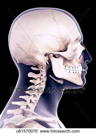 Stock Image - Facial muscle, illustration. Fotosearch