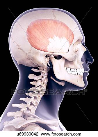 Stock Image - Facial muscle, illustration. Fotosearch