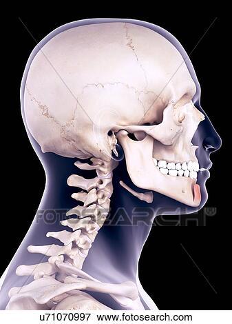 Facial muscle, illustration View Large Photo Image Stock Photo - Facial muscle, illustration. Fotosearch